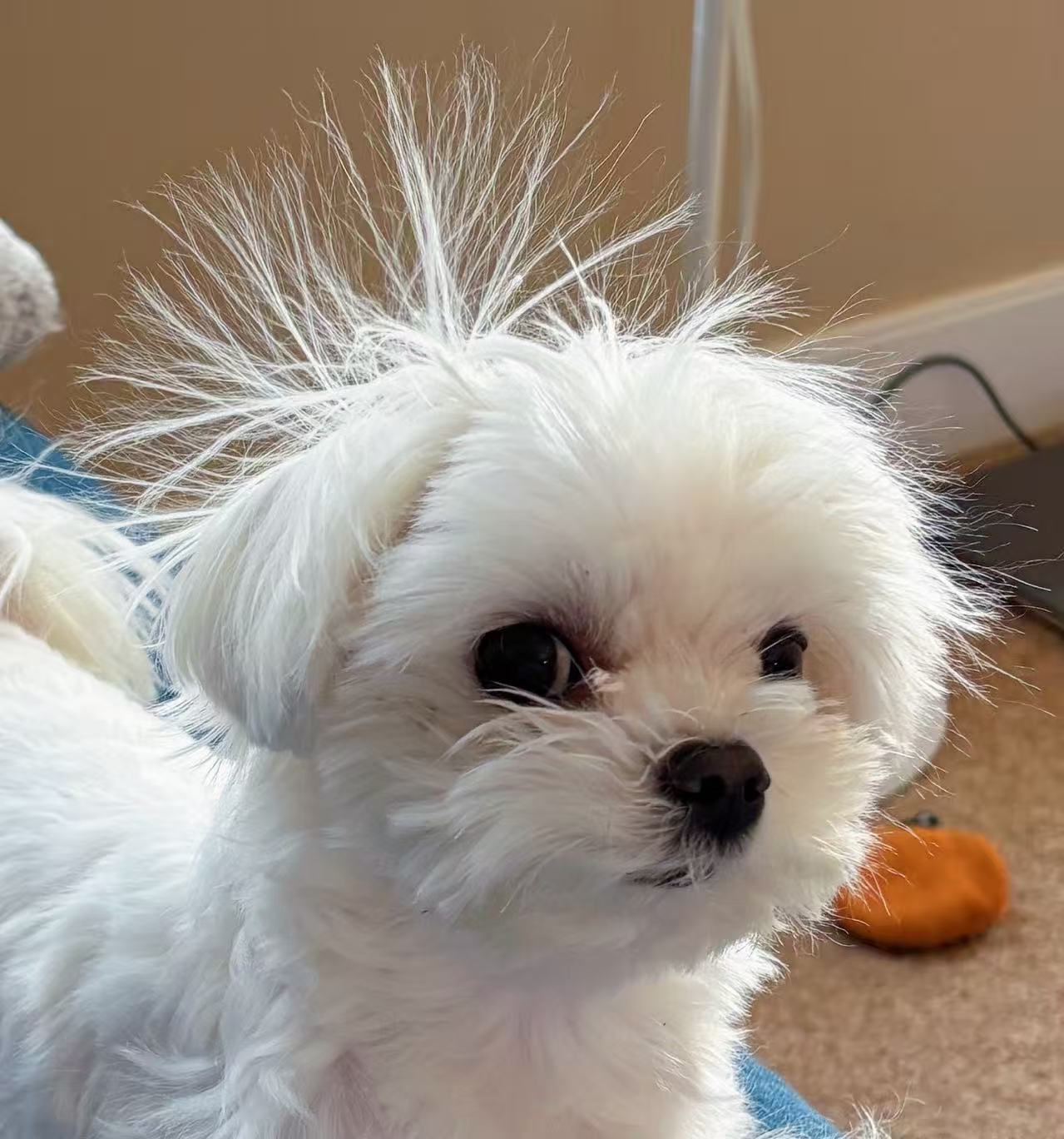 This is a picture of Dooooog!